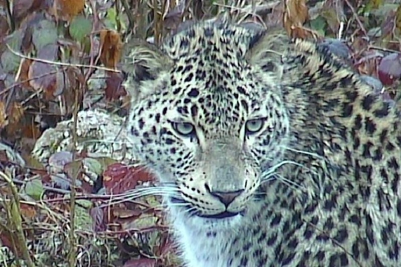 Застрелили и сняли шкуру: в Абхазии браконьеры убили леопарда, выращенного в Сочи