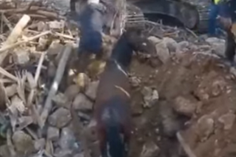 Из-под завалов в Турции достали живую лошадь спустя 21 день после землетрясения