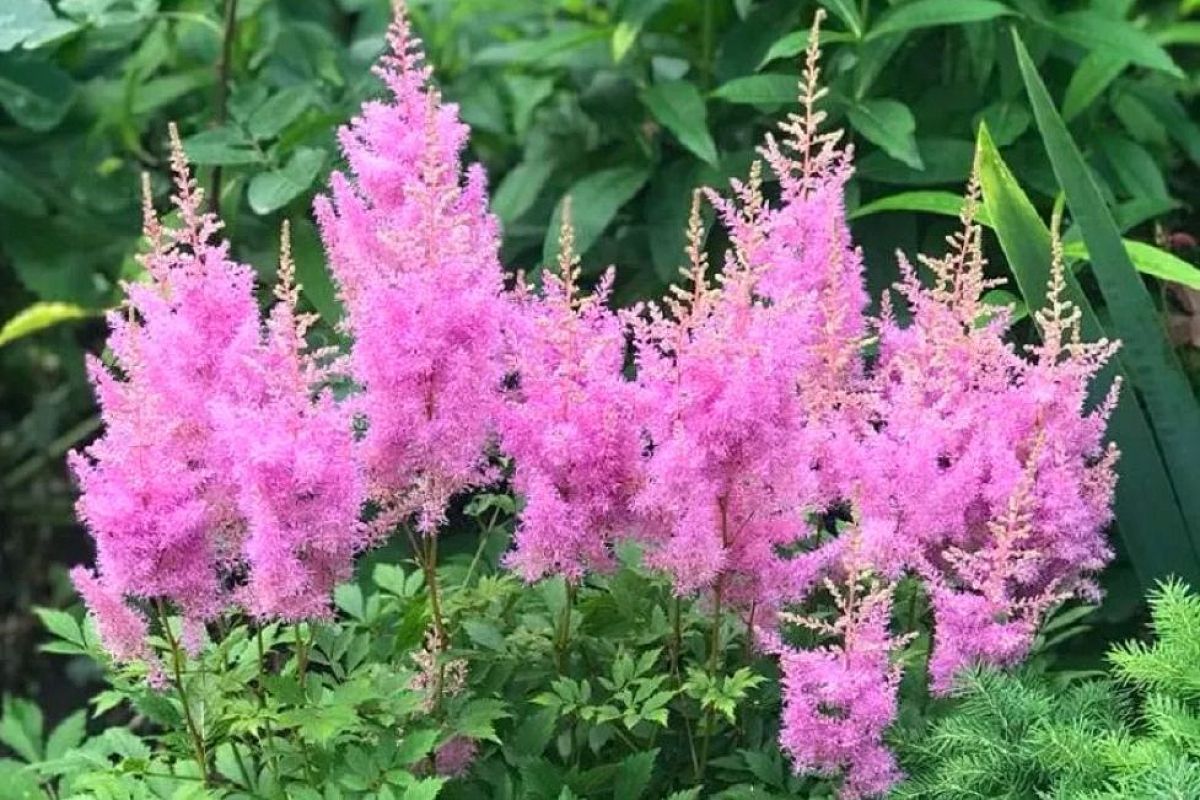 Астильба: пушистое чудо для вашей дачи! Посадил раз – и забыл: цветет в тени и не боится морозов