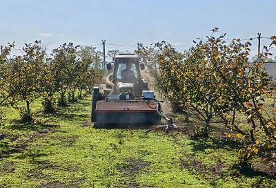 Агрофирма из Лабинского района формирует новые стандарты работ в орехоплодном саду