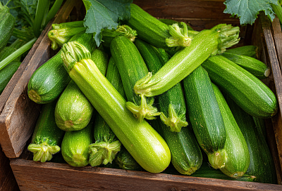 Как выращивать кабачки без постоянного ухода: простой и урожайный способ