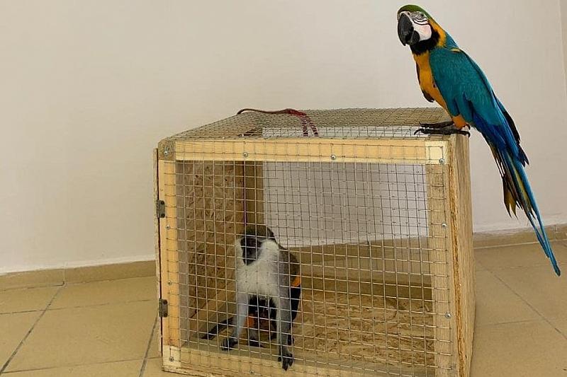 В Анапе у фотографов-живодеров изъяли попугая и занесенную в Красную книгу зеленую мартышку