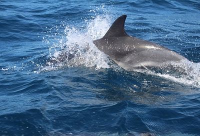 Геленджикские триатлонисты спасли дельфина во время тренировочного заплыва