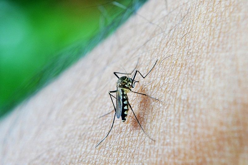 В каких случаях средства от комаров могут быть очень опасны