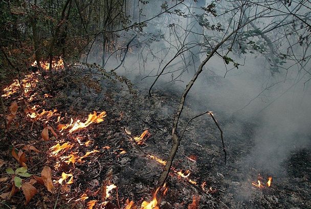 Под Геленджиком тушат лесной пожар на площади 0,56 га