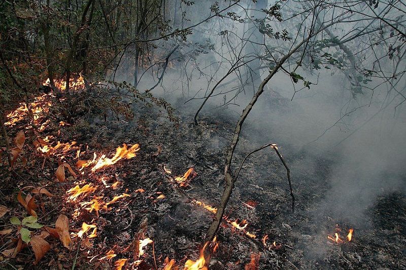 Под Геленджиком тушат лесной пожар на площади 0,56 га