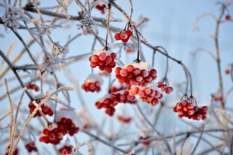 Калина красная: полезные свойства в сезоны простуд