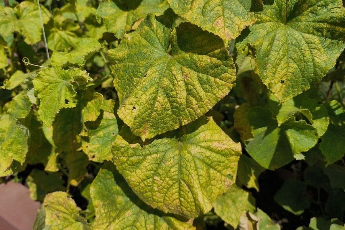 Возвращаем магний: 3 верных способа вылечить огурцы с мраморными листьями