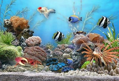 Заведи себе аквариум: психолог рассказала о влиянии наблюдения за аквариумными рыбками на здоровье