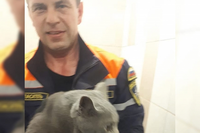 В Новороссийске спасатели два дня доставали кота из вытяжной шахты многоэтажки