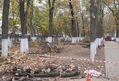 Более 100 аварийных деревьев срубят в Краснодаре