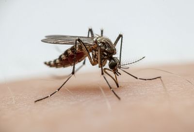 Когда укус комара становится опасным: тревожные симптомы