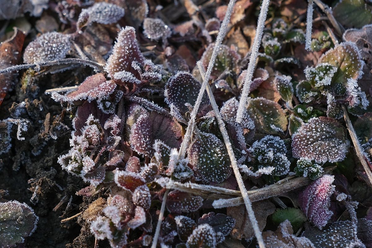 Зима близко: заморозки зафиксированы в Ростовской области