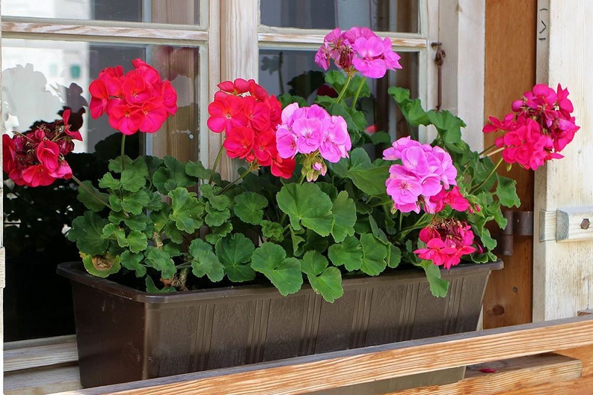Сеем герань в декабре: как получить пышное цветение уже в начале лета и омолодить кусты