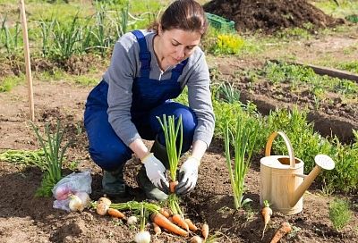 Как защитить лук и морковь от луковой и морковной мухи? Советы с курсов по овощеводству