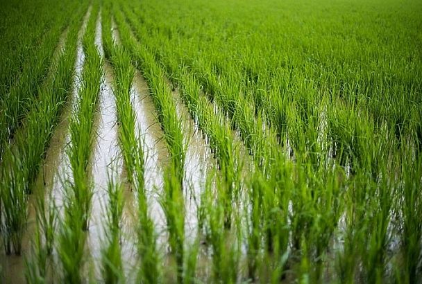 Почему растет стоимость воды для рисоводов и как это повлияет на цену кубанского риса