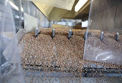 Сеем-сеем, засеваем: как на Кубани решают задачу импортозамещения семян