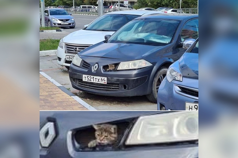 Проверьте капот: краснодарские коты начали прятаться от холода в припаркованные машины