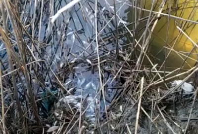 Сотни мальков погибли в одном из водоемов на Кубани