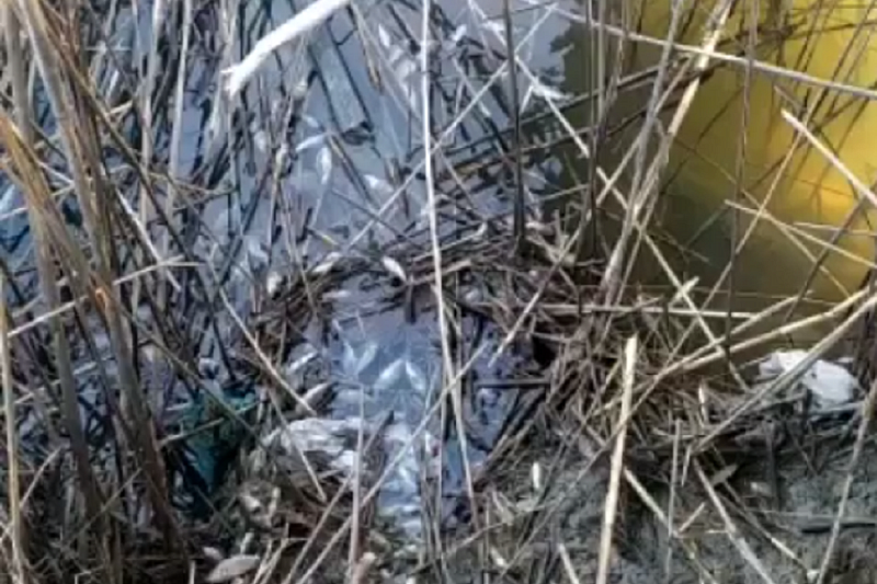 Сотни мальков погибли в одном из водоемов на Кубани