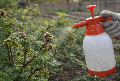 Почковый клещ на черной смородине вымер за 1 прыск: волшебная обработка на даче и ягоды не болеют