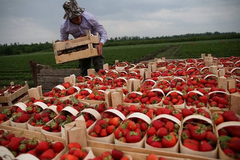 На Кубани с начала года собрали более 600 тонн ягодных культур