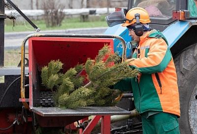 Анапчанам предложили сдать новогодние елки на переработку