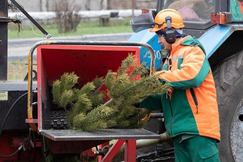 Анапчанам предложили сдать новогодние елки на переработку