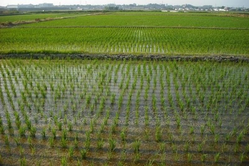 План по севу риса в Краснодарском крае выполнен почти на 50%