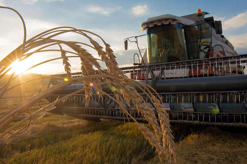 Как в Краснодарском крае идет подготовка к уборке зерновых культур
