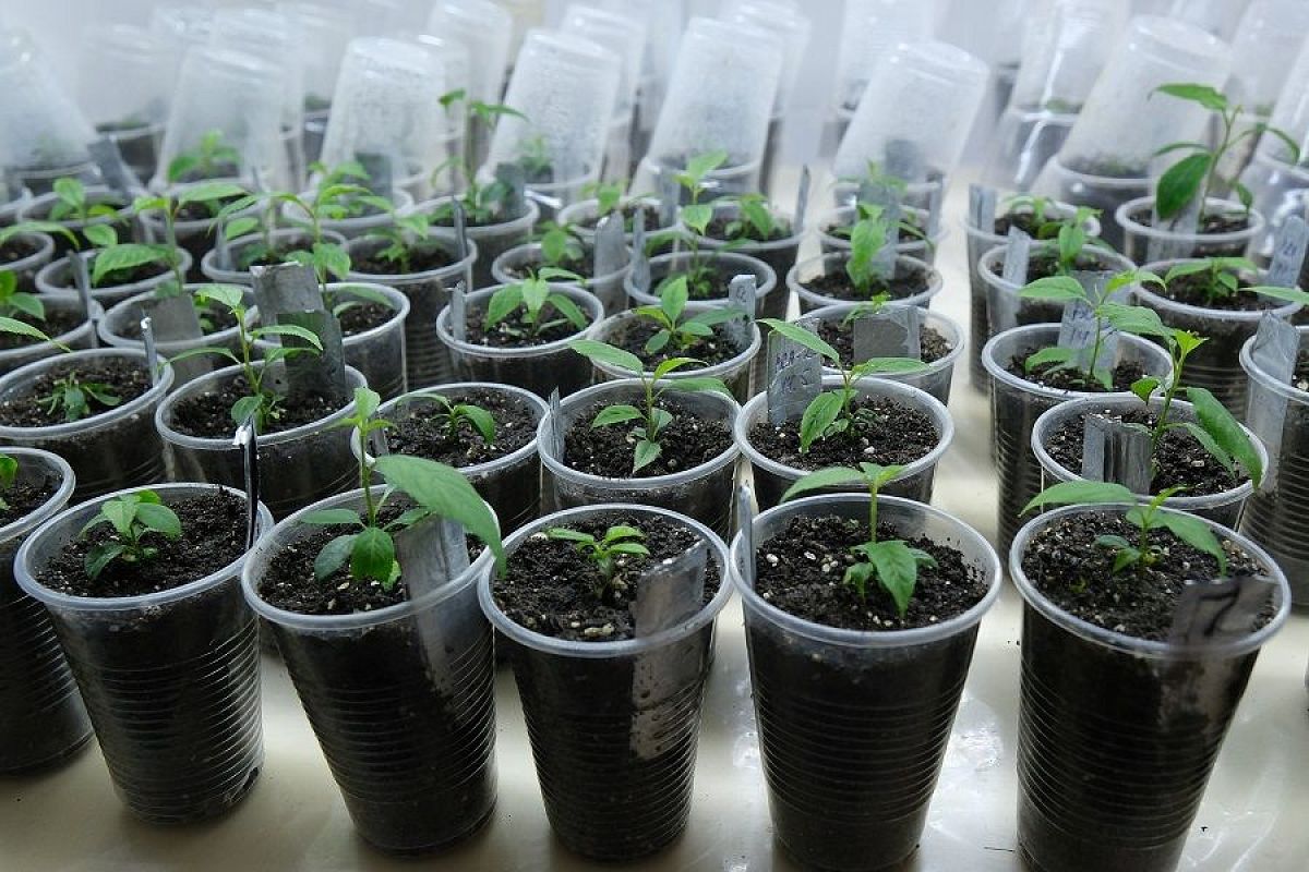 Залить лук водой и больше ничего: самая простая натуральная подкормка для рассады, которая превращает ее из слабой в жирную