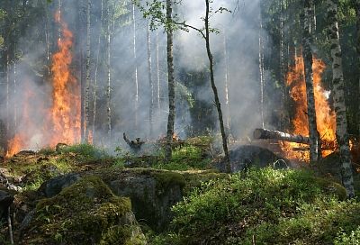 На Кубани этим летом не прогнозируют возникновение лесных пожаров