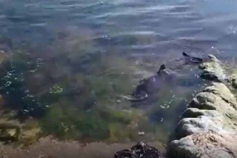 В Новороссийске спасли дельфинов, пытавшихся выброситься на берег