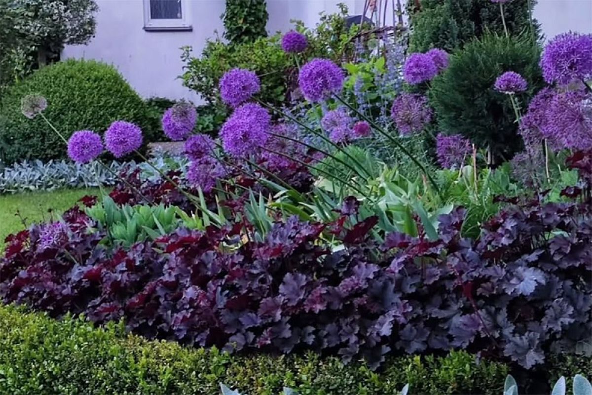 Это растение — хамелеон! Гейхера превратит ваш участок в сказочный оазис (круглый год): 3 причины в её пользу