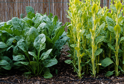 Как вырастить шпинат без горечи и стрелок