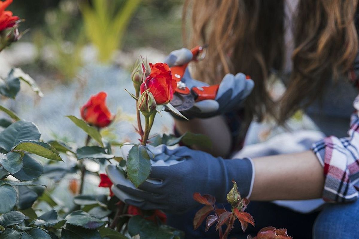 Размножаем розы черенками: секрет 95% приживаемости от агронома Ломоноса 