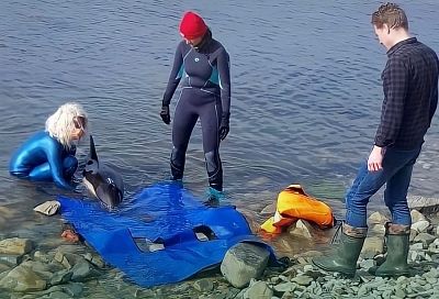 Найденного на пляже под Туапсе дельфина-белобочку спасают волонтеры 