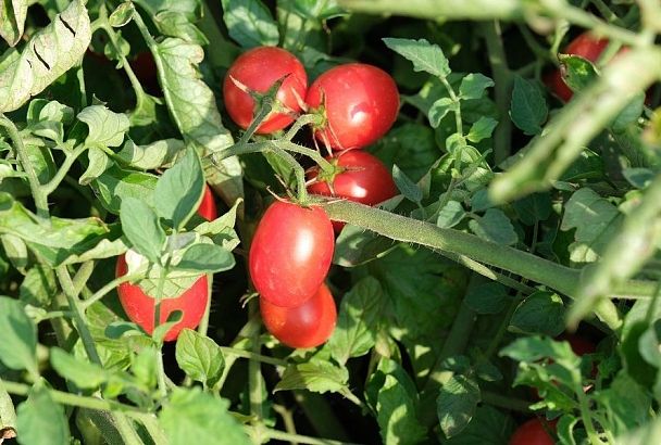 Помидоры со «стержнем»: узнал, что твердая сердцевина у томатов – это болезнь, и теперь сразу уничтожаю такие кусты, нельзя потерять все