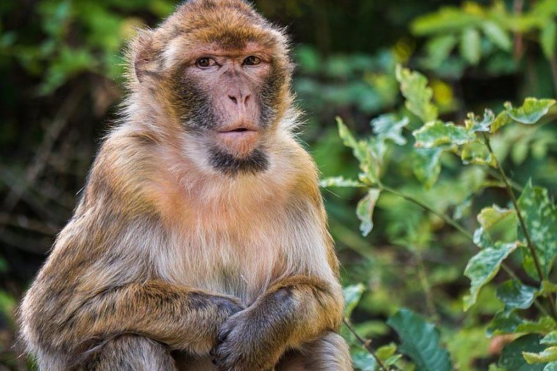 Ученые скрестили человека и обезьяну для получения донорских органов