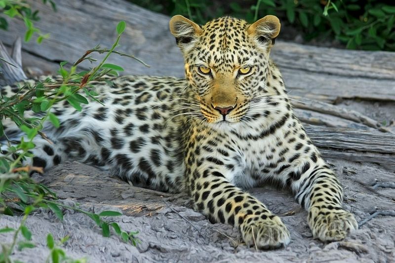 В Кавказском заповеднике выпустят на волю леопардов