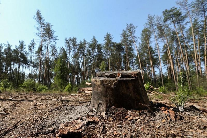 Житель Краснодарского края вырубил деревья на 21 млн рублей