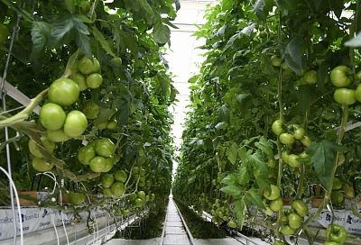 С начала года в теплицах Краснодара собрали более 5100 тонн огурцов и помидоров