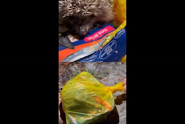 Еж в мешке: Жители Сочи обнаружили в завязанном пакете живого ежа