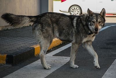 В Краснодаре бродячая собака укусила 12-летнего ребенка