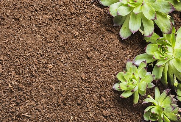 Больше не кисло: как определить подойдет ли почва для посадки растений
