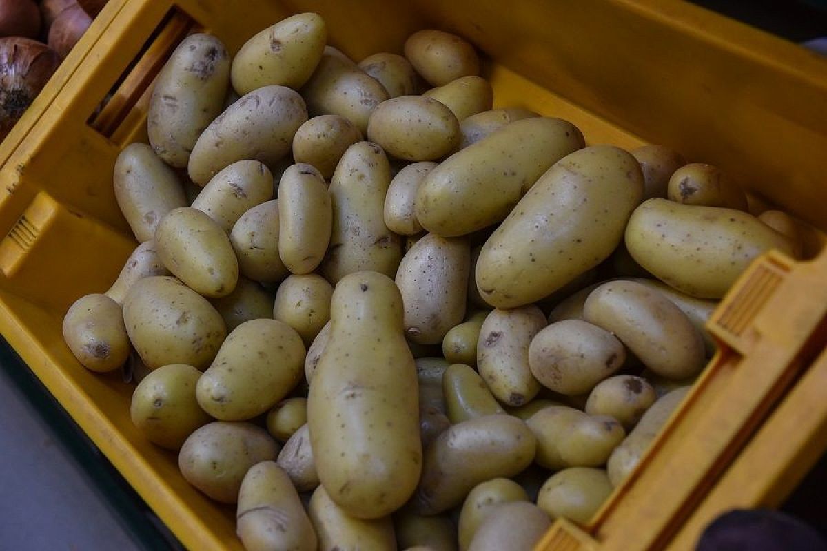 Ядовитая зелень: какой картофель опасен для здоровья