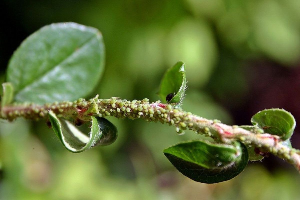 Как избавиться от тли и муравьев при помощи кока-колы: миф или реальность?