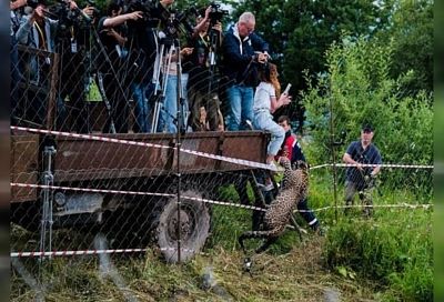 Леопарда Терека из нацпарка Сочи застрелили при выпуске в дикую природу