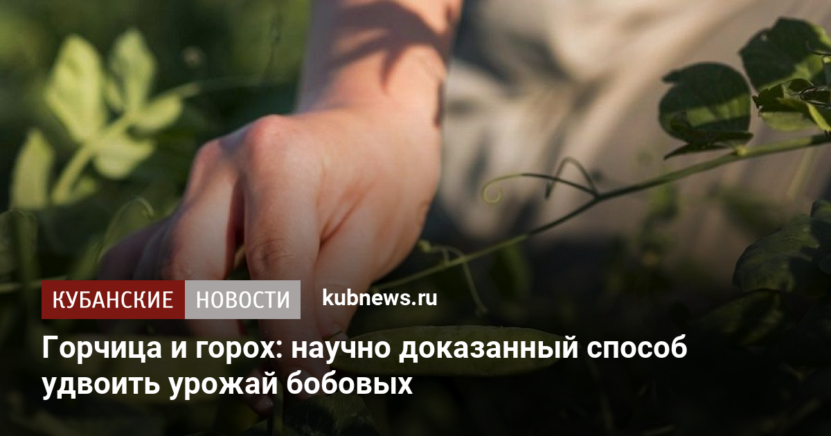 Удвойте Урожай Бобовых: Научный Секрет Сочетания Горчицы и Гороха