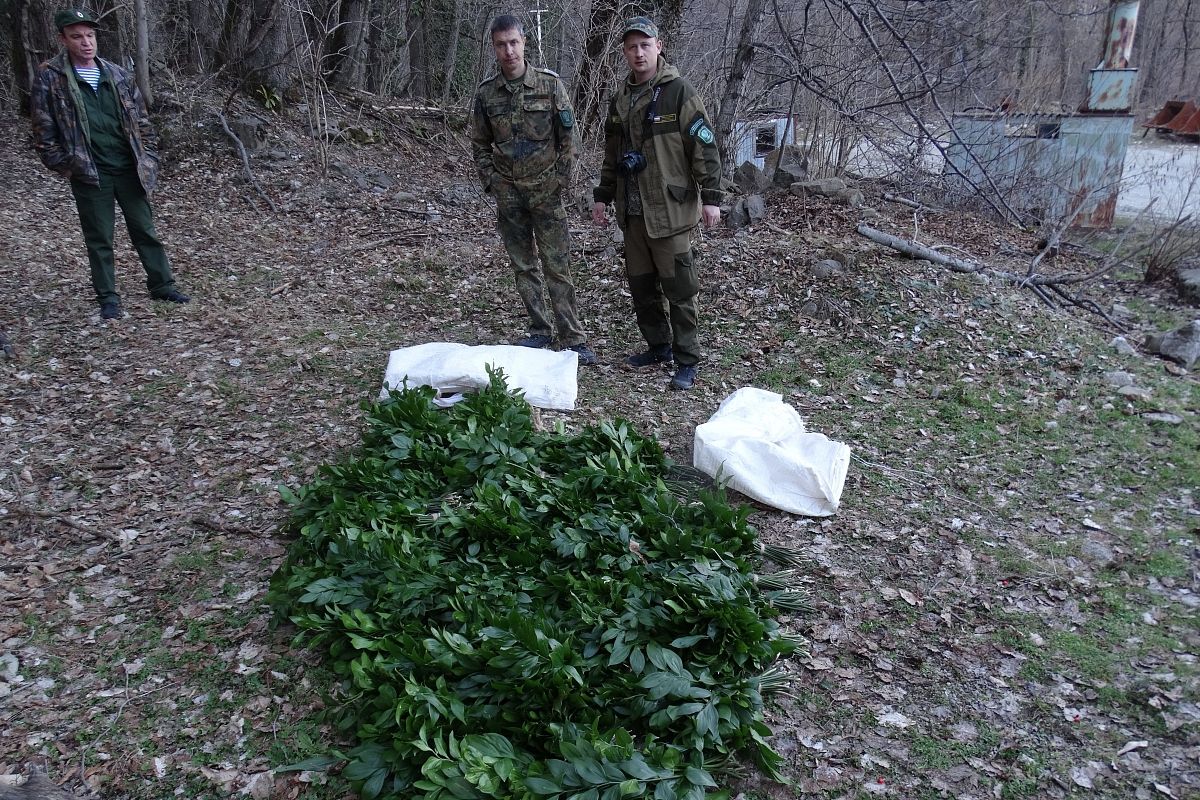 В Сочинском нацпарке браконьер собрал ветки краснокнижной иглицы на 6 млн рублей